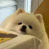 什么柚