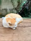 雪花山楂