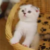 发呆的猫
