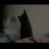 恶意一＃