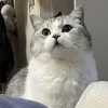 星随