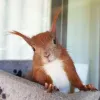 江客