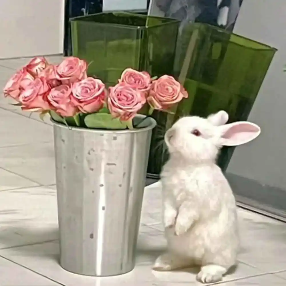 朋友圈官宣小情话