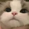 双槌呆毛林伊逸~