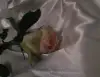 带走月亮