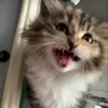 (*˘︶˘*)