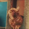 伊莲