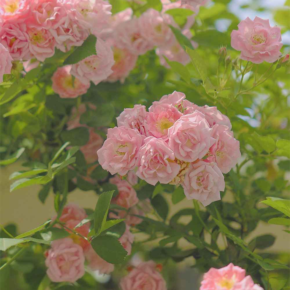 超走心的母亲节文案