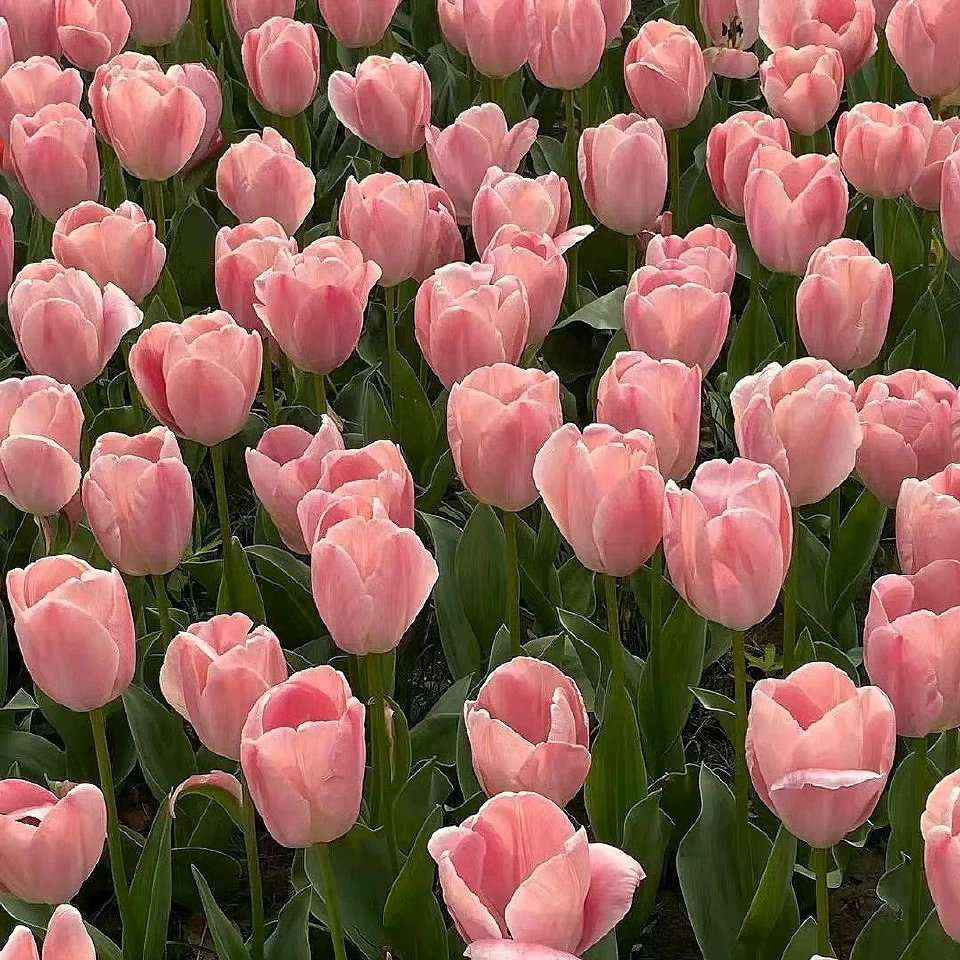 普通但又爱意满满的温柔句子