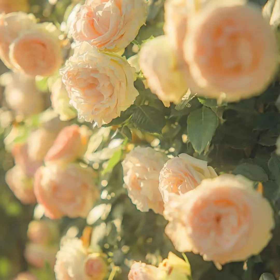 适合春天发朋友圈的绝美文案