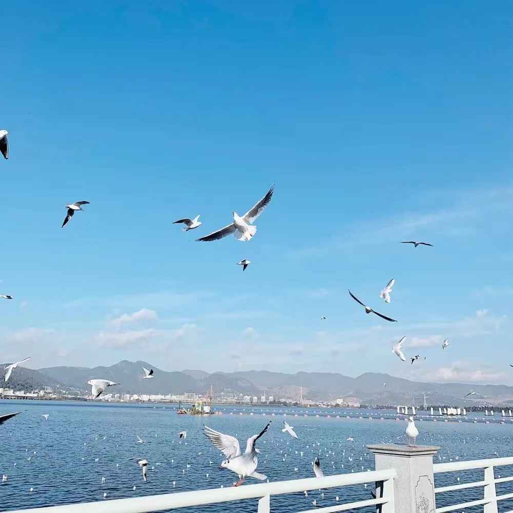 令人着迷的大女主文案