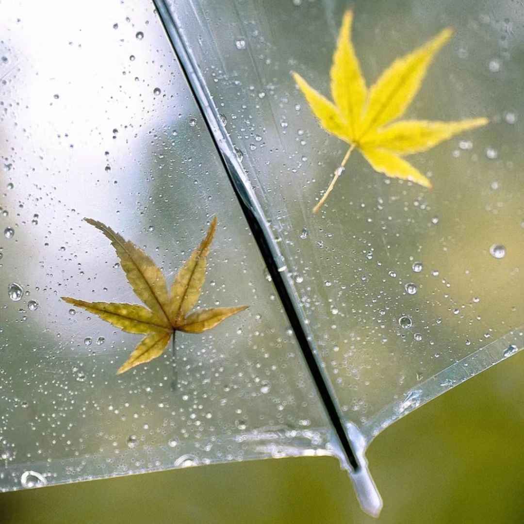 谷雨节气文案