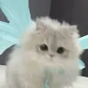¹ºo
