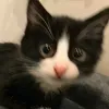 (=^･ｪ･^=)