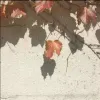 叶央秋溪
