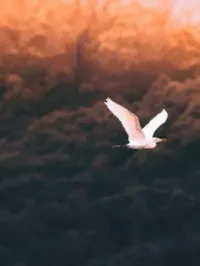白鸟之死